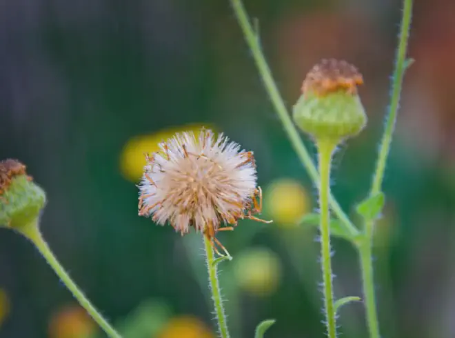 Vista cercana de un papus y dos botones florales ‘inmaduros’. Crédito de la imagen: Ricardo Daniel González.