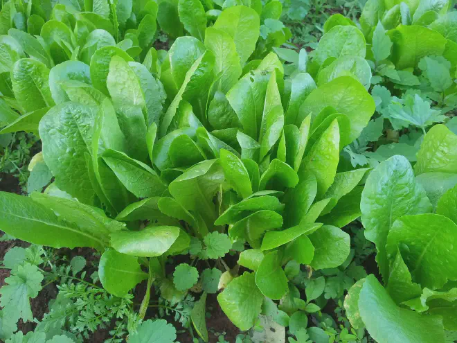 Aquí apreciamos hojas de Achicoria cultivadas junto a Lechuga. Incluso se advierte, abajo a la izquierda, una ‘maleza’ que suele estar presente en las huertas