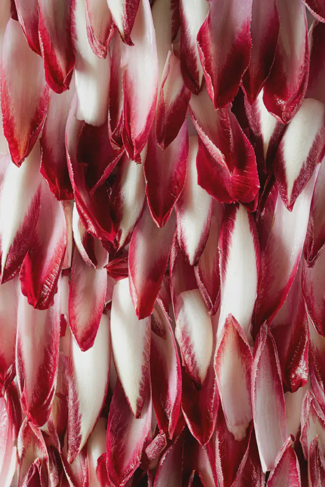 Hojas de Endibia roja