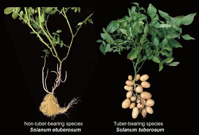 Especies de la planta de papa tuberculosas y no tuberculosas. Crédito de la imagen: Yuxin Jia y Pei Wang.