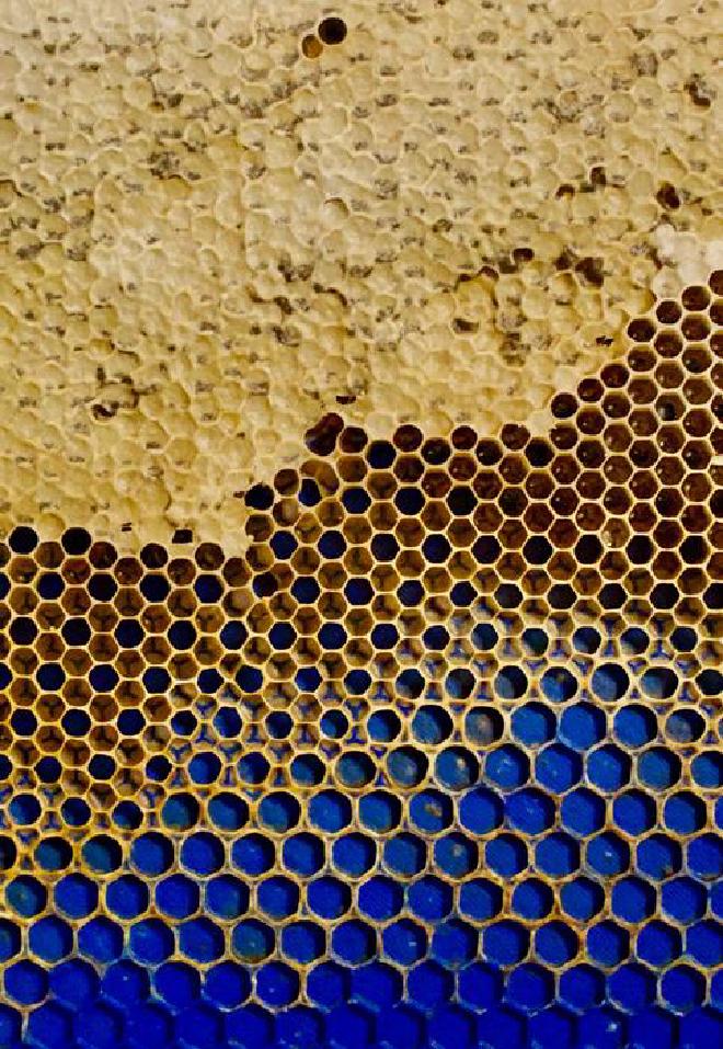 Patrón utilizado cuando se proporciona a las abejas una base de tres veces su tamaño preferido, mostrando cómo construyen celdas más pequeñas en los vértices del patrón proporcionado.Crédito: Golnar Gharooni-Fard