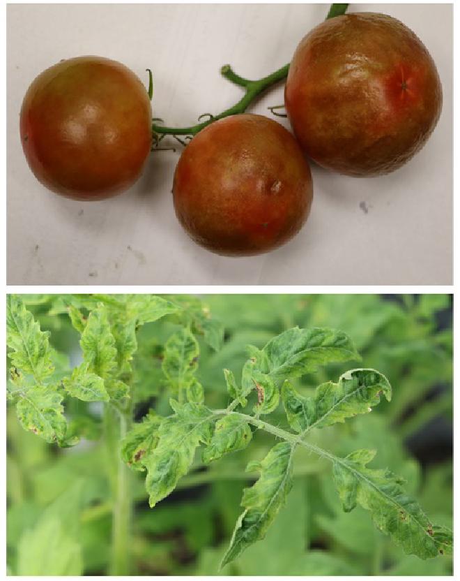 Tomate infectado por el virus rugoso marrón del tomate, con frutos rugosos marrones (arriba) y mosaico moteado en las hojas (abajo). Crédito de la imagen: Kai Ling, ARS
