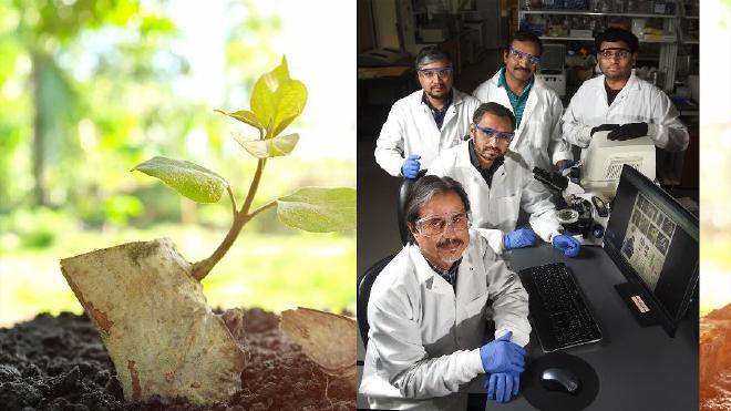 El equipo detrás del avance en cultivos transgénicos. Crédito de la imagen: Texas Tech University