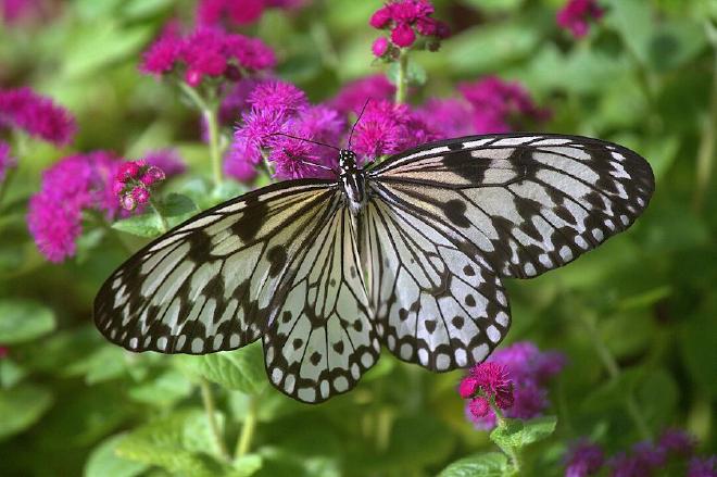 Idea leuconoe. Taken at Krohn Conservatory in Cincinnati, OH. By Greg Hume - Own work, CC BY-SA 3.0