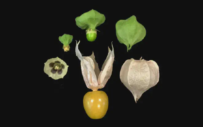 Physalis, una variedad de tomate pequeño que se desarrolla en el interior de un ’envase’ de hojas que lo protege. En América del Sur tiene el nombre común de Uchuva, entre otros