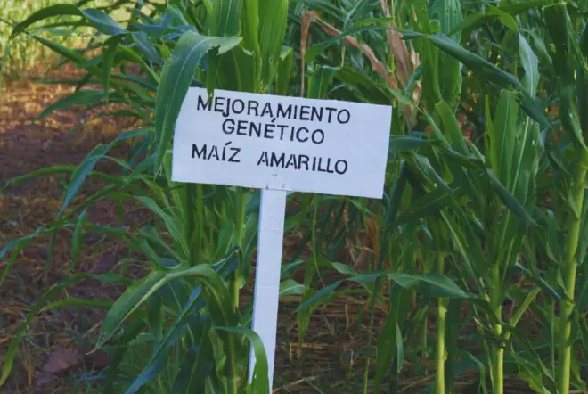 Parte del lote destinado al desarrollo del maíz Chispar Borí INTA