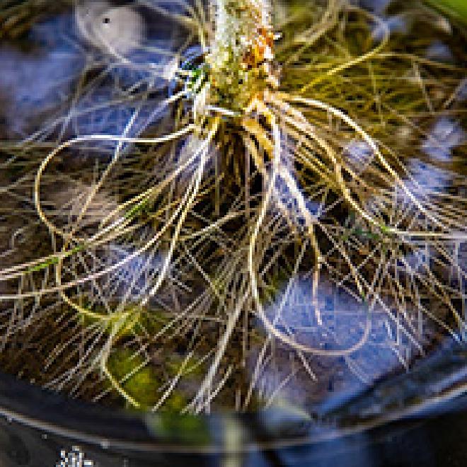 En busca de oxígeno, las plantas inundadas lanzan nuevas raíces adventicias