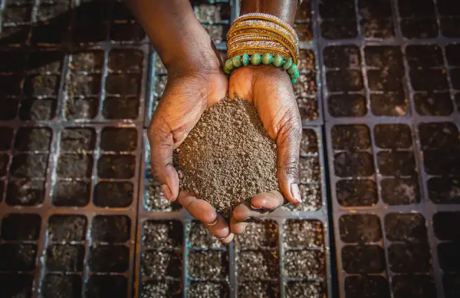 La vida microbiana en el suelo es otro factor que afecta las respuestas de las plantas a las inundaciones y la herbivoría, dijo Ngumbi. Y las inundaciones cambian la composición de los microbios del suelo. Crédito de la imagen: Fred Zwicky