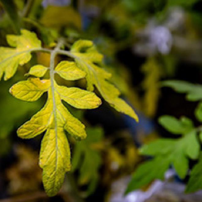 Los investigadores encontraron que las dos variedades de tomate diferían en sus respuestas a las inundaciones y la herbivoría. Crédito de la imagen: Fred Zwicky