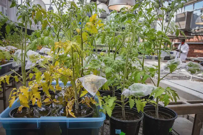 La profesora Esther Ngumbi, y sus colegas, buscan diferencias entre las plantas cultivadas en condiciones normales y las que están inundadas. Crédito de la imagen: Fred Zwicky
