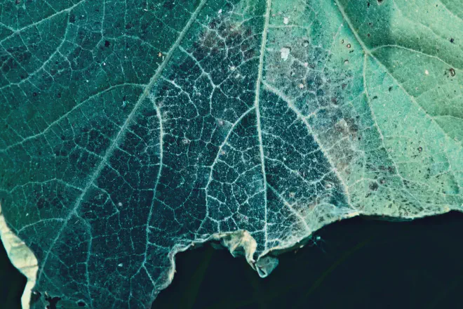 Atomic Leaf