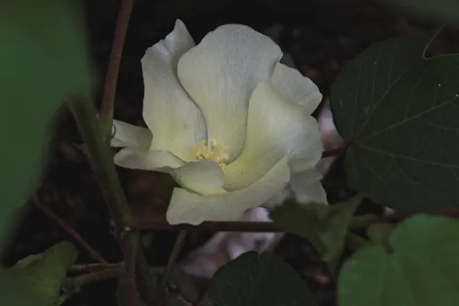 Flor de algodón
