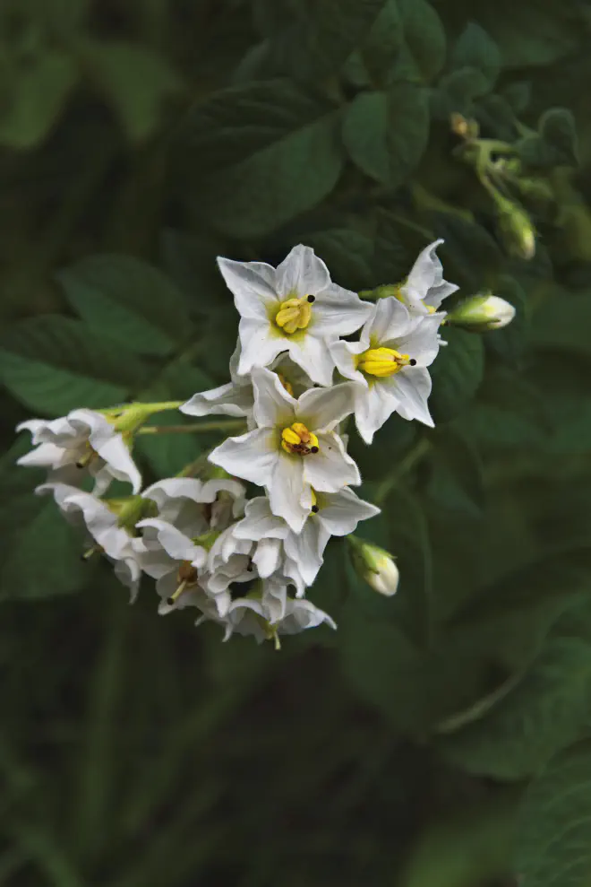 Flor de papa