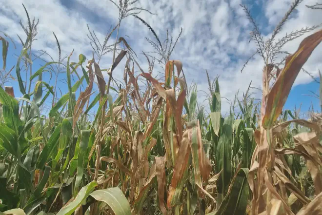 Achaparramiento del maíz, o Stunting of Corn