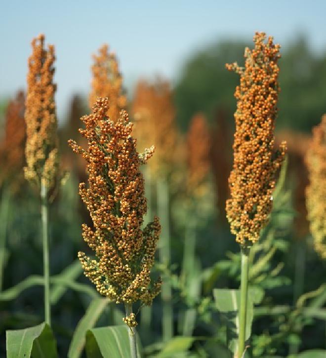 Echinochloa, el nombre científico de la especie, que en Estados Unidos denominan mijo de corral (Barnyard millet), que apreciamos en esta imagen que es crédito de Getty Images