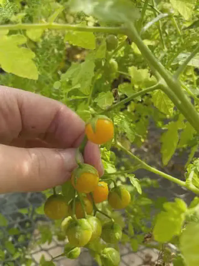 Planta de tomate con alcaloides más comunes. Crédito de la imagen: Adam Jozwiak/UCR