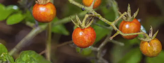 Imagen de los tomates de las islas Galápagos que están ‘revirtiendo’ su evolución con la generación de alcaloides. Crédito de la imagen: Gerald Corsi/iStock/Getty