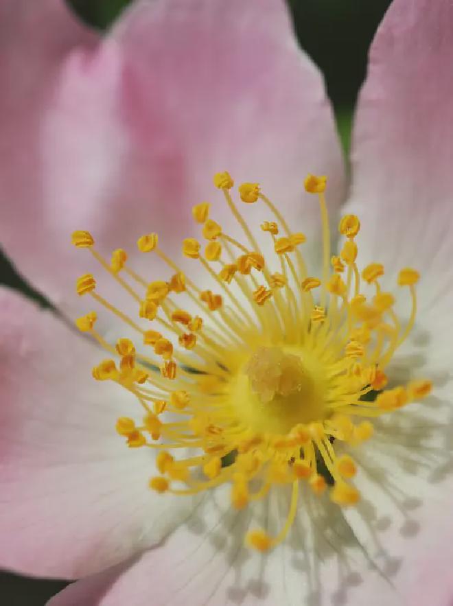 La flor de la Rosa canina pentaploide revela su sistema único de reproducción: la meiosis asimétrica crea polen haploide (anteras) que transmite sólo cromosomas formadores de bivalentes, mientras que los ovarios heredan tanto los bivalentes como los univalentes creando óvulos tetraploides. Esta herencia mixta mantiene la pentaploidía, una estrategia poco común entre los eucariotas. Los científicos explican ’la magia natural’ con términos científicos y datos que apoyan la supervivencia de las plantas. Crédito de la imagen: André Marques