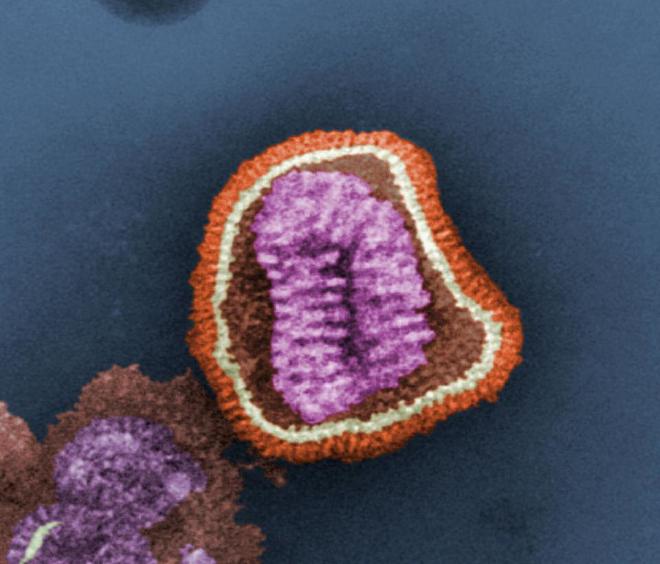 Partícula viral o «virión» del virus de la gripe. Crédito de la imagen: Cynthia Goldsmith