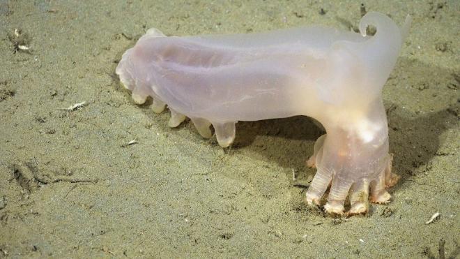 Otra de las especies halladas en el océano profundo durante la campaña: un pepino de mar del género Scotoplanes. Créditos: ROV SuBastian / Schmidt Ocean Institute