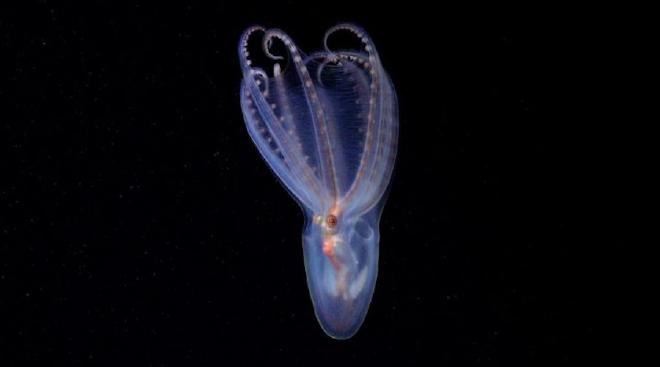 Ejemplar de pulpo telescopio (Amphitretus sp.) documentado a 888 metros de profundidad en el cañón de Mar del Plata. Créditos: ROV SuBastian / Schmidt Ocean Institute