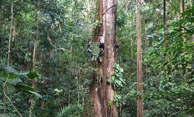 Científicos en Colombia miden un árbol de Ceiba gigante. Crédito de la imagen: Pauline Kindler