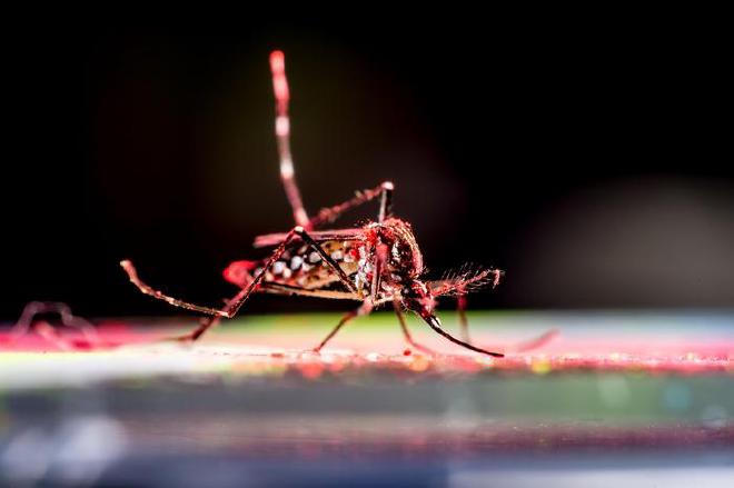 Un mosquito Aedes aegypti con polvo rojo utilizado para marcar al animal en una prueba de comportamiento. Crédito de la imagen: Matt Cashore/Universidad de Notre Dame