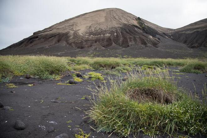 Plantas colonizadoras de tefa volcánica en Surtsey. Crédito de la imagen: Pawel Wasowicz