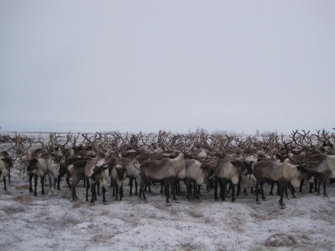 Duros meses de invierno en la tundra. Una manada de renos cerca de Salejard, un pueblo de la península de Yamal. Durante el invierno, los renos dependen en gran medida de los líquenes como su principal fuente de alimento. Crédito y Copyright de la imagen: Ramona Heim