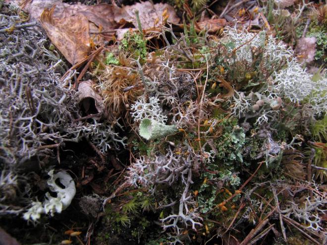 Una colección de líquenes en una zona única de la tundra. El liquen principal en esta imagen es [Cladonia stygia](Cladonia stygia), una especie bastante similar a Cladonia rangiferina, pero con una base de talo más oscura. Además, se pueden observar otras especies de Cladonia (que no son fácilmente reconocibles) y 
    Flavocetraria cucullata. Crédito y Copyright de la imagen: Evgeniya Pravdolyubova