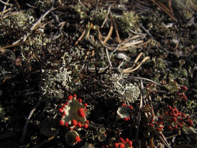 Líquenes sabrosos. La imagen muestra 
    Cladonia uncialis y [Cetraria ericetorum](Cetraria ericetorum), ambas consumidas por los renos. Los cuerpos fructíferos de 
    Cladonia pleurota, irradiados en rojo, son los que los renos evitan, ya que no son tan sabrosos. Crédito y Copyright de la imagen: Evgeniya Pravdolyubova