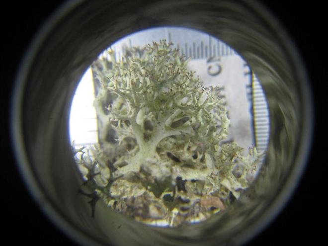 Líquenes bajo el microscopio. De vuelta en el campamento base, Evgeniya examina detenidamente los líquenes que recolectó en el campo. Este ejemplar en particular probablemente sea Cladonia uncialis, aunque la verificación requeriría pruebas químicas que los científicos no pueden realizar en plena tundra. Crédito y Copyright de la imagen: Evgeniya Pravdolyubova