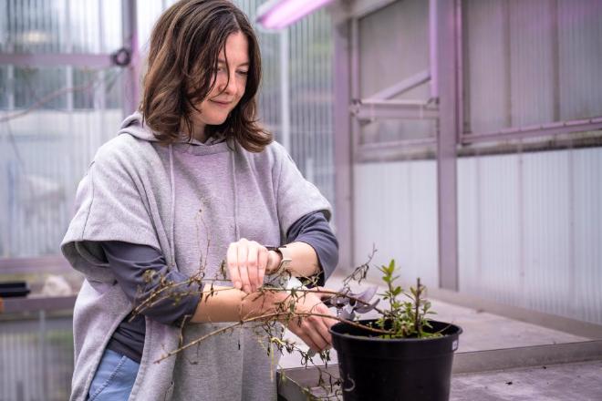 Cortando bocas de dragón. Evgeniya en el invernadero de ISTA en otoño, donde la bióloga prepara sus bocas de dragón para los meses de invierno. Aunque sus plantas no tienen apodos, cada una tiene un código único de cinco dígitos que la distingue de las demás. Crédito y Copyright de ISTA