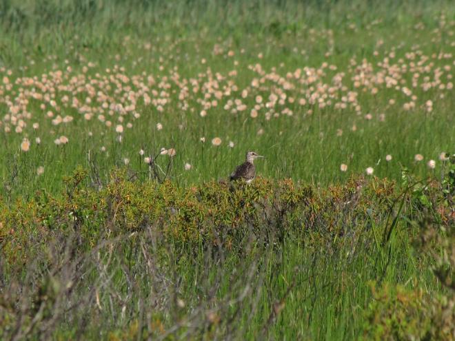Andarríos bastardo. Un andarríos bastardo (
    Tringa glareola) se posa sobre rododendros (
    Rhododendron tomentosum, o té de Labrador), junto a ramas de 
    Betula nana, el abedul enano. Esta pequeña limícola suele anidar en zonas de tundra y tundra forestal. Al fondo, se aprecian frutos esponjosos de 
    Eriophorum (junco algodonero, “пушица” en ruso). El junco algodonero es una planta muy típica de los humedales de turba. Crédito y Copyright de la imagen: Evgeniya Pravdolyubova