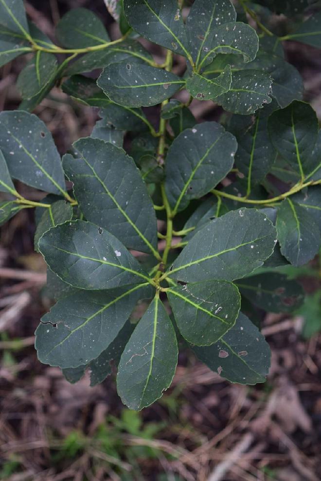Hojas de yerba mate - Ilex paraguariensis. Crédito de la imagen: Leandro Kibisz, CC BY-SA 4.0 
    https://creativecommons.org/licenses/by-sa/4.0, via Wikimedia Commons