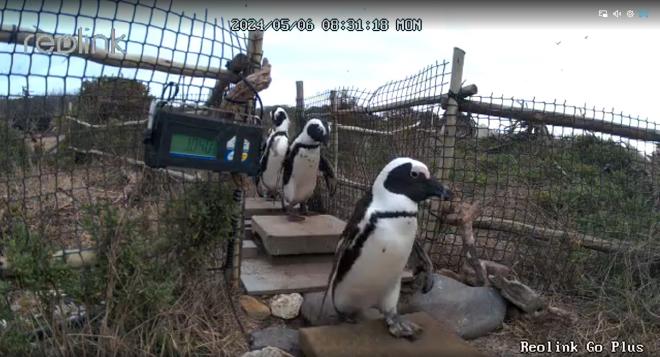 Captura de pantalla de una cámara que muestra el desplazamiento de Pingüinos Africanos. Crédito: Jacqueline Glencross