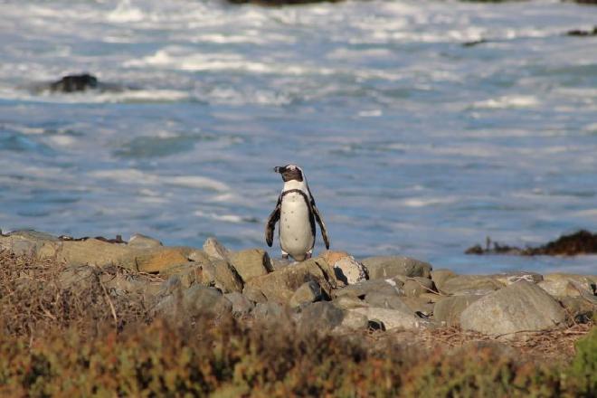 Espécimen de Spheniscus demersus. Crédito de la imagen: Jacqueline Glencross