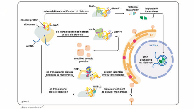 Alcance funcional del complejo molecular NACA. (Gráfico: Denis Yudin, Ban Lab / ETH Zurich)