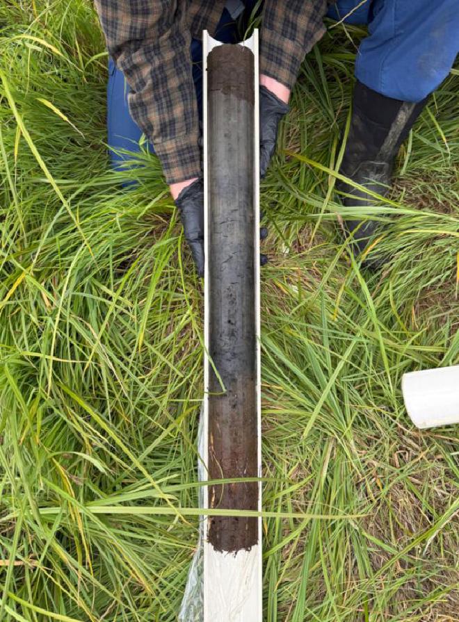 Los núcleos de suelo recolectados por los investigadores sugieren que el salmón probablemente desempeña un papel clave en el ciclo de nutrientes en el estuario de la bahía de Coos. Crédito de la imagen: Katya Podkovyroff