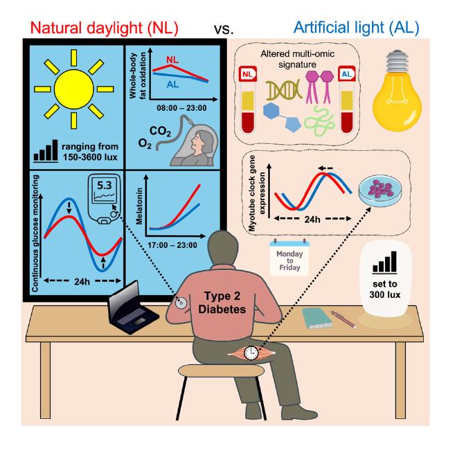 El resumen del estudio en esta ilustración que integra la publicación del estudio en la revista Cell Metabolism. Crédito de la imagen: Jan-Frieder Harmsen et al.