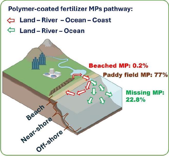 Destino de los microplásticos en los FRP. De las cápsulas de fertilizantes recubiertas de polímero utilizadas en los arrozales, el 77 % se queda allí y se estima que solo el 0,2 % termina en la playa, dejando un 22,8 % de residuos plásticos &ldquo;perdidos&rdquo;. Crédito de la imagen: Tokyo Metropolitan University