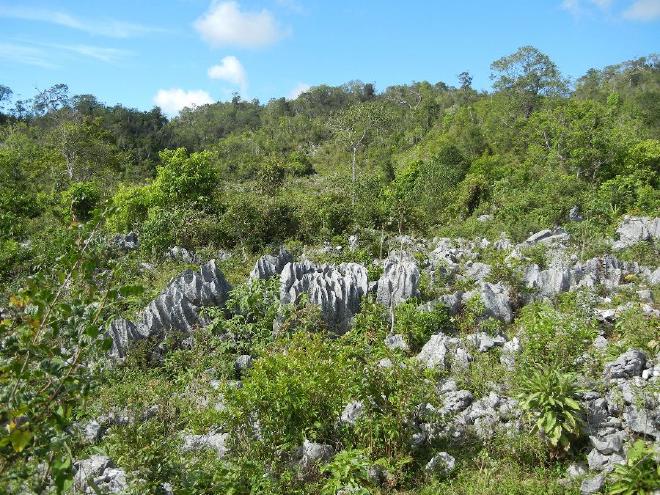 La antigua piedra caliza sobre el Macizo de la Hotte está siendo erosionada hacia el mar, creando un terreno que parece y se siente como un rallador de queso. Crédito de la imagen: Lucas Majure