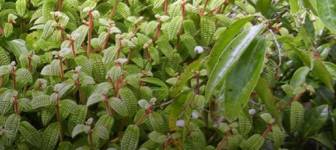 Científicos utilizaron un grupo de plantas llamadas melastomas como caso de estudio para determinar cómo, cuándo y por qué una cadena montañosa en La Española se volvió excepcionalmente biodiversa. Crédito de la imagen: Lucas Majure