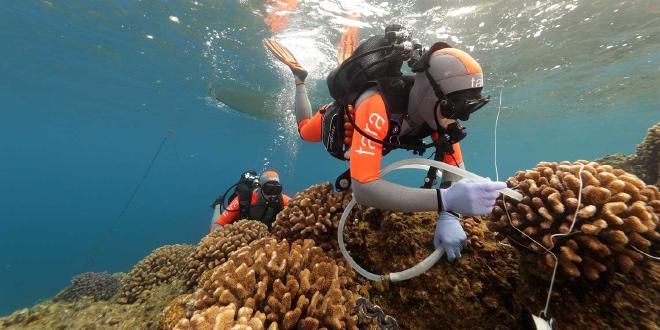 Los buzos de la expedición Tara Pacific recogen muestras de corales pétreos. (Crédito de la imagen: Pete West – Foundation Tara Ocean)