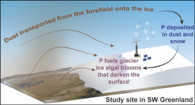 Una nueva investigación encuentra que el fósforo (P), junto con otros minerales, se transporta a la capa de hielo de Groenlandia desde el suelo desnudo a favor del viento. Crédito: McCutcheon et al., 2026, https://doi.org/10.1021/acs.est.5c13873, CC BY 4.0