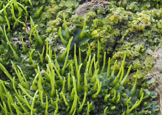 Phaeoceros laevis, una especie de hornwort comúnmente conocida como hornwort lisa. Crédito de la imagen: Des Callahan