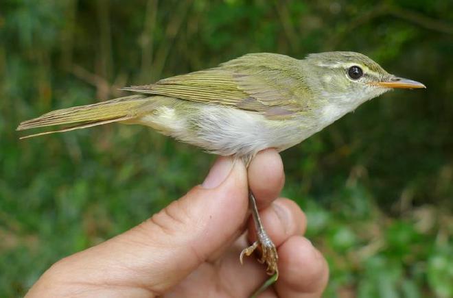 Uno de los mosquiteros de Tokara, Phylloscopus tokaraensis, capturado en Nakanoshima, Islas Tokara, en junio de 2017. Crédito de la imagen: Per Alström