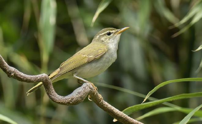 Un macho cantor de la especie Mosquitero de Tokara, Phylloscopus tokaraensis, en Nakanoshima, Islas Tokara, Japón, en junio de 2017. Crédito de la imagen: Per Alström