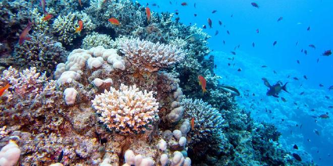 Los corales pétreos que forman arrecifes (en el centro de la imagen) albergan una gran cantidad de microorganismos que producen sustancias naturales interesantes. (Imagen: Adobe Stock / mychadre77)